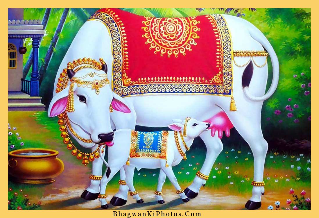 98+ Gau Mata Image Beautiful Hindu Holy Cow Gaay Mata Photos